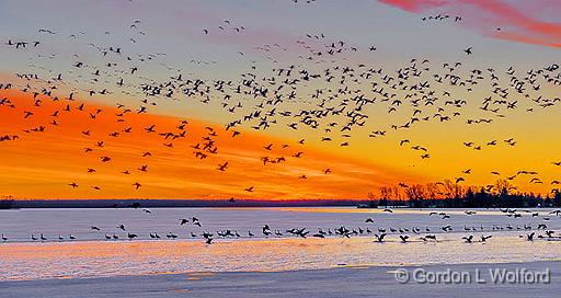 Sunrise Geese Flyout_P1030671.jpg - Canada Geese (Branta canadensis) photographed along the Rideau Canal Waterway near Kilmarnock, Ontario, Canada.